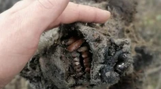 Topiaci sa permafrost vydal dokonalú múmiu jaskynného medveďa. Zachovalý je dokonca aj nos