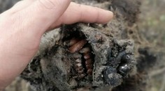 Topiaci sa permafrost vydal dokonalú múmiu jaskynného medveďa. Zachovalý je dokonca aj nos