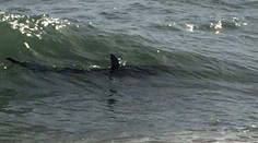 Pri pobreží Talianska sa objavil žralok. Vydesil turistov