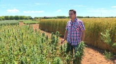 Slovenskí vedci testovali ekopolia. Darí sa aj bez chémie, má to však podmienku