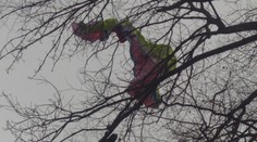 Paraglajdista skončil na strome pri Malackách. Zachraňovali ho aj hasiči