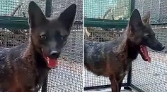 VIDEO: Jediný svojho druhu. V Brazílii objavili prvého kríženca psa a „falošnej líšky“