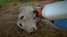 Rarita je na svete. Takto vyzerá dvojhlavé teliatko