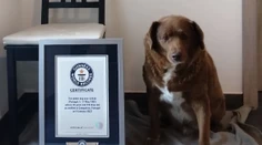 Stal sa najstarším psom, aký kedy žil. S narodením Bobiho sa spája dojímavý príbeh