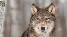 Byt na piatom poschodí mal nečakaného obyvateľa