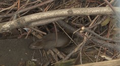 Potkaní dom v Topoľčanoch sa rozpadá, hlodavce sa sťahujú už aj susedom