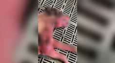 FOTO: Mimoriadne kruté týranie zvierat. Psy mali po nelegálnych zápasoch desivé zranenia