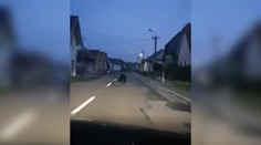 VIDEO: Medveďa autom ráno naháňali cez celý Lieskovec pri Zvolene. Miestni by mali spozornieť