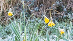 Východné Slovensko sa vo štvrtok zobudí do mrazivého rána. Platí výstraha