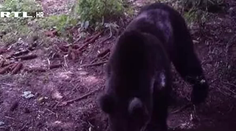 Vydesení turisti na pláži v Chorvátsku. V noci ich zobudil medveď