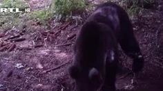 Vydesení turisti na pláži v Chorvátsku. V noci ich zobudil medveď