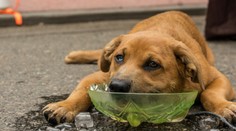 Vo štvrtok sa budú teploty opäť šplhať k 40 stupňom