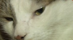 Dvadsať mačiek, smrad a výkaly. Ľudia z Nového Mesta nad Váhom sú zo susedy zúfalí