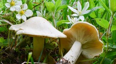 Počet ľudí otrávených hubami sa neustále zvyšuje: Prinášame vám návod na prvú pomoc