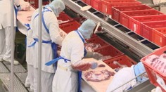 Firmy chcú prijať cudzincov, Pellegrini im prisľúbil pomoc