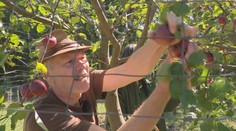 Nie je jablko ako jablko. Navštívili sme ovocinárov, ktorí nám prezradili tajomstvá pôvodných odrôd