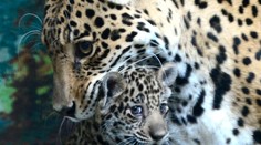 Konečne ukázali verejnosti malého jaguára amerického