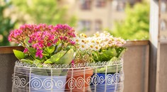 Na východnom Slovensku si môžete adoptovať kvetináč