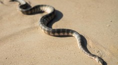 Chorvátsko trápia živočíchy, pred ktorými mnohí utekajú. Slováci, pozor na dovolenkách