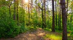 Pre horúčavy je na Záhorí zákaz vstupu do lesov