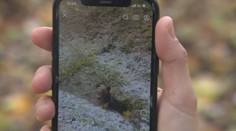 Medveďov zabíjajú profesionálne tímy i pytliaci. Videá dokazujú, že zvieratá umierajú aj veľmi krutým spôsobom