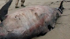 Desiatky vzácnych vorvaňov tuponosých zahynuli na mexickom pobreží