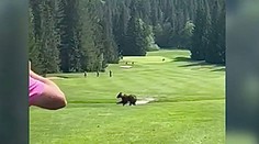 Golfisti na Táloch už nevedia, ako ďalej. Na ihrisku pravidelne stretávajú medveďa