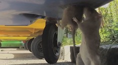 V Rožňave sa vo veľkom množia potkany. Mesto nariadilo celoplošnú deratizáciu