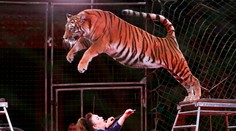 Sloboda zvierat víta zákaz cirkusov s divožijúcimi zvieratami