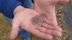 Biológ pomáha prežiť žabám. Vytvoril im nádrže a jazierka