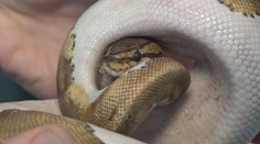 Podchladený, vystresovaný, ale živý. Na trenčianskom sídlisku našli exotického hada