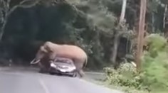 VIDEO: Turistov čakal poriadny šok. Slon si sadol na ich auto