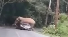 VIDEO: Turistov čakal poriadny šok. Slon si sadol na ich auto