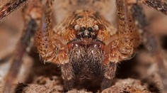 Ako jeden z mála v Európe dokáže prehryznúť pokožku. Nemcov straší jedovatý pavúk s hororovým názvom