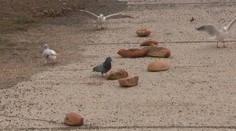 Ľudia sa pred sviatkami zásobujú chlebom, po sviatkoch končí na ulici