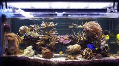 V domácom akváriu číhalo obrovské nebezpečie. Drobný tvor má na svedomí desiatky životov