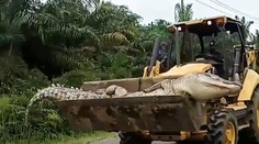 V Indonézii chytili krokodíla, ktorému pripisovali veľa obetí. Keď ho zabili, zostali zaskočení