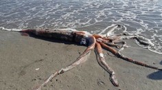 More vyplavilo obludu z hlbín. Mala viac ako štyri metre