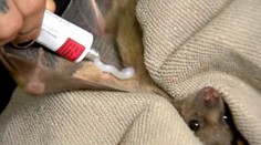 Žena zachránila 70 netopierov. Teraz ich má v byte