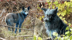 FOTO: V Černobyle sa objavili psy s modrou srsťou. Okamžite rozprúdili špekulácie