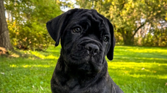 Česko má prvého klonovaného psa v strednej Európe. Majiteľom šteňaťa je riaditeľ ZOO