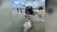 FOTO: Na pláži v Dánsku objavili druhého najväčšieho žraloka sveta. Pitvu záhadne uhynutej samice vysielali naživo