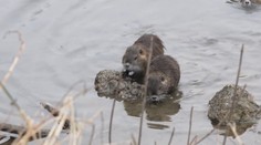Voľne dostupnými šípkami niekto poľuje na nutrie. Spôsobuje im trýznivú smrť