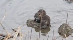 Voľne dostupnými šípkami niekto poľuje na nutrie. Spôsobuje im trýznivú smrť