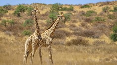 Prečo majú žirafy oproti iným živočíchom nezvyčajne dlhé krky? Vedci prišli s vysvetlením