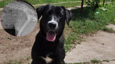 Jana si vzala z útulku sučku. Na prvý pohľad zdravá, potom prišiel hrozný šok!