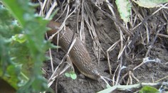 Záhradkárov trápi hnedá pohroma. Slimáky bez ulity za sebou nechávajú spúšť