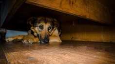 Silvester je pre zvieratá nočnou morou. Veterinárka radí, ako ich ochrániť