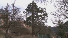 Vyradenie sekvoje zo zoznamu chránených stromov sa Kremničanom nepáči