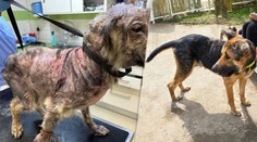 Reťaz bola taká krátka, že si nedokázala ani sadnúť. Katinka si prežila psie peklo